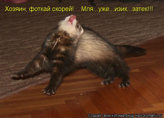 Котоматрица: Хозяин, фоткай скорей! Мля...уже...изик...затек!!!