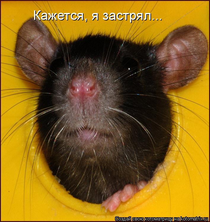 Кажется, я застрял...... Котоматрица: Кажется, я застрял...