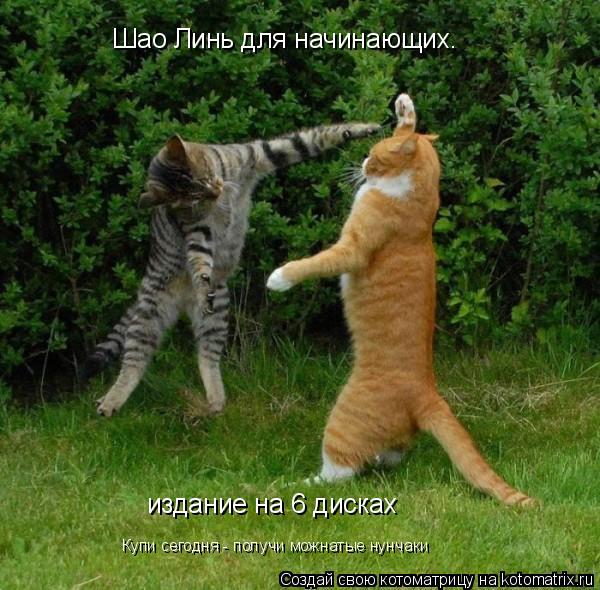 Котоматрица: Шао Линь для начинающих. издание на 6 дисках Купи сегодня - получи можнатые нунчаки