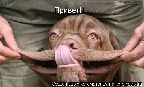 Котоматрица: Привет!!
