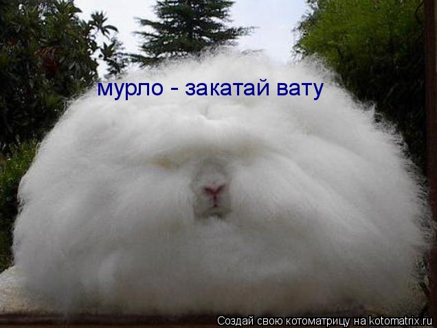 мурло - закатай вату... Котоматрица: мурло - закатай вату