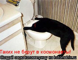 Котоматрица: Таких не берут в космонавты!