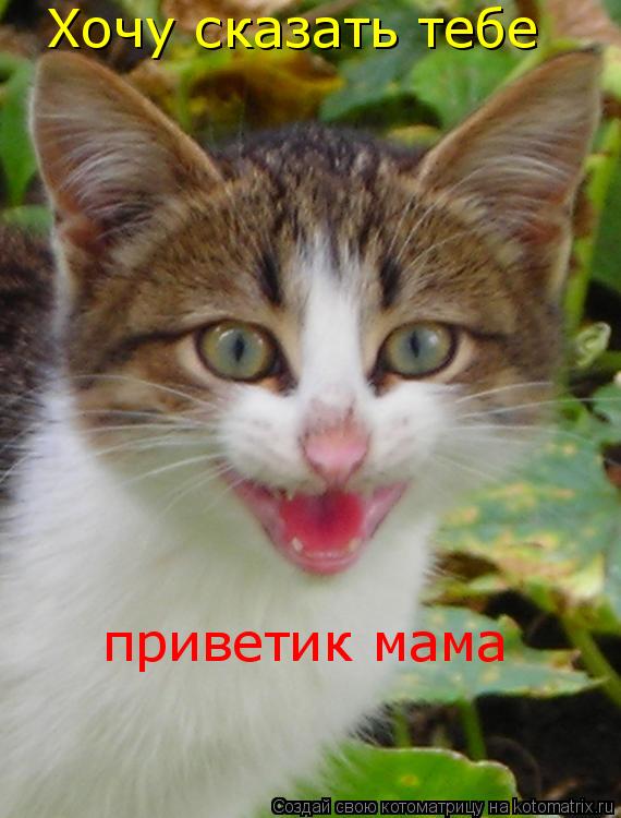 Котоматрица: Хочу сказать тебе приветик мама