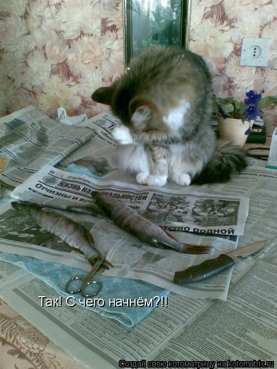 Так! С чего начнём?!!... Котоматрица: Так! С чего начнём?!!