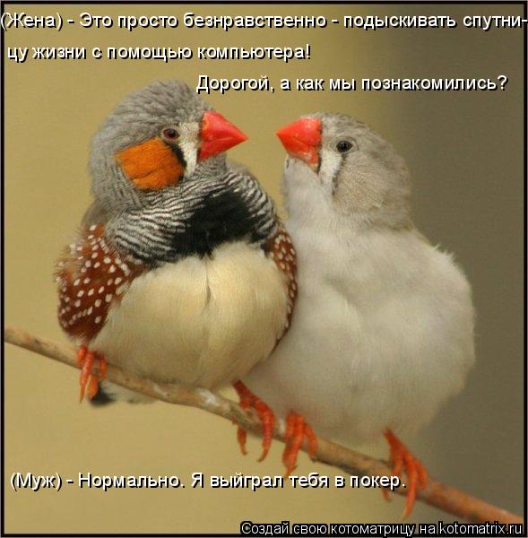 Котоматрица: цу жизни с помощью компьютеpа! Дорогой, а как мы познакомились? (Жена) - Это пpосто безнpавственно - подыскивать спутни- (Муж) - Нормально. Я выйг