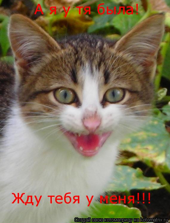 Котоматрица: А я у тя была! Жду тебя у меня!!!