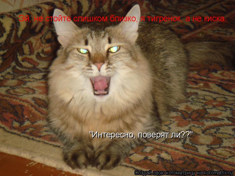 Котоматрица: Эй, не стойте слишком близко, я тигренок, а не киска. "Интересно, поверят ли??"