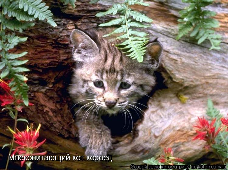Котоматрица: Млекопитающий кот короед