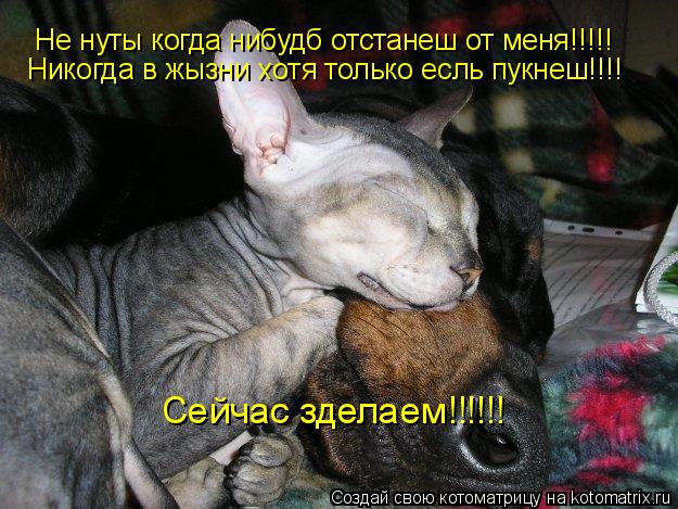 Котоматрица: Не нуты когда нибудб отстанеш от меня!!!!! Никогда в жызни хотя только есль пукнеш!!!! Сейчас зделаем!!!!!!
