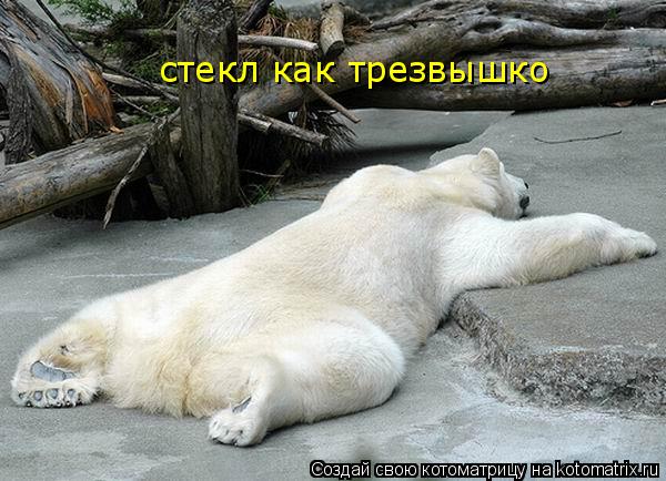 стекл как трезвышко... Котоматрица: стекл как трезвышко