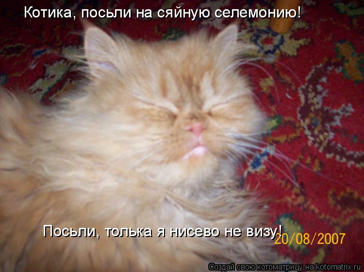 Котика, посьли на сяйную селемонию! Посьли, толька я нисево не визу!... Котоматрица: Котика, посьли на сяйную селемонию! Посьли, толька я нисево не визу!