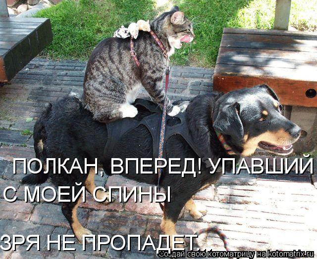 Котоматрица: ПОЛКАН, ВПЕРЕД! УПАВШИЙ СО СПИНЫ ЗРЯ НЕ ПРОПАДЕТ... С МОЕЙ СПИНЫ ЗРЯ НЕ ПРОПАДЕТ...