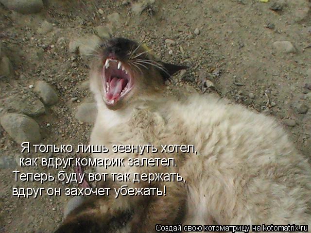 Я только лишь зевнуть хотел, как вдруг,комарик залетел. Теперь,буду вот так держать, вдруг он захочет... Котоматрица: Я только лишь зевнуть хотел, как вдруг,комарик залетел. Теперь,буду вот так держать, вдруг он захочет убежать!