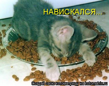Котоматрица: НАВИСКАЛСЯ...
