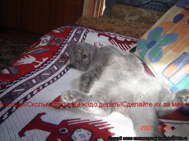 господи!Сколько дел ещё надо делать!Сделайте их за меня!... Котоматрица: господи!Сколько дел ещё надо делать!Сделайте их за меня!