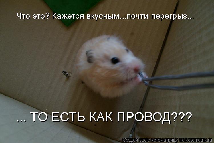 Что это? Кажется вкусным...почти перегрыз... ... ТО ЕСТЬ КАК ПРОВОД???... Котоматрица: Что это? Кажется вкусным...почти перегрыз... ... ТО ЕСТЬ КАК ПРОВОД???