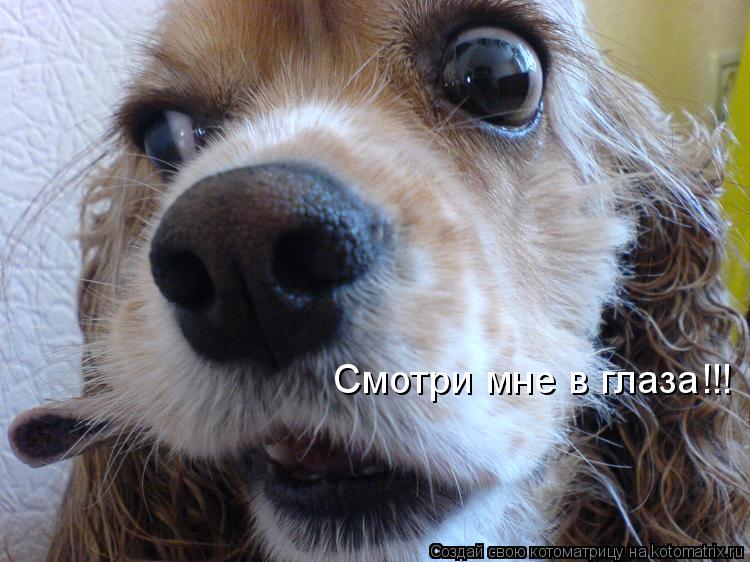 Котоматрица: Смотри мне в глаза!!!
