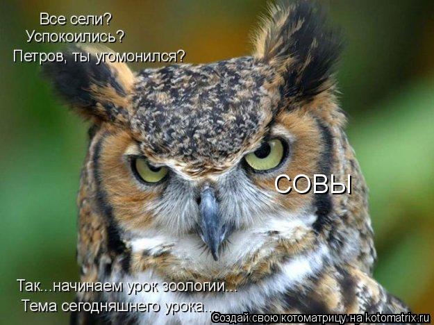 Котоматрица: СОВЫ