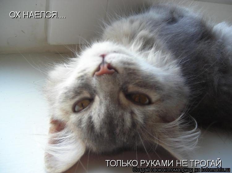 Котоматрица: ТОЛЬКО РУКАМИ НЕ ТРОГАЙ ОХ НАЕЛСЯ....
