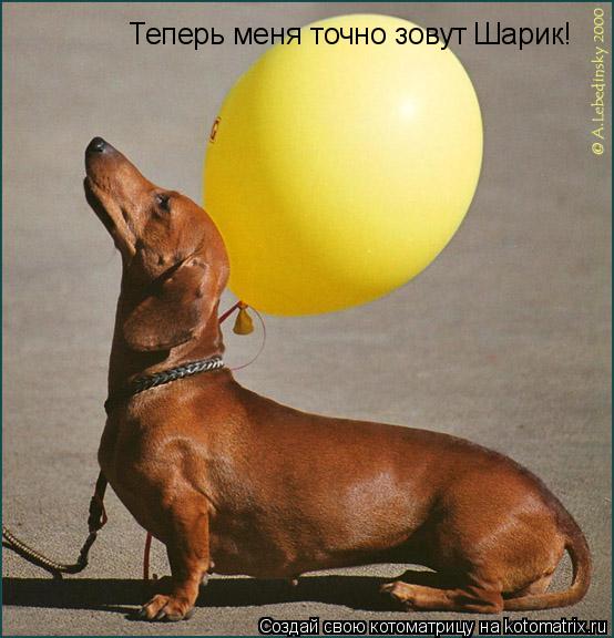 Котоматрица: Теперь меня точно зовут Шарик!