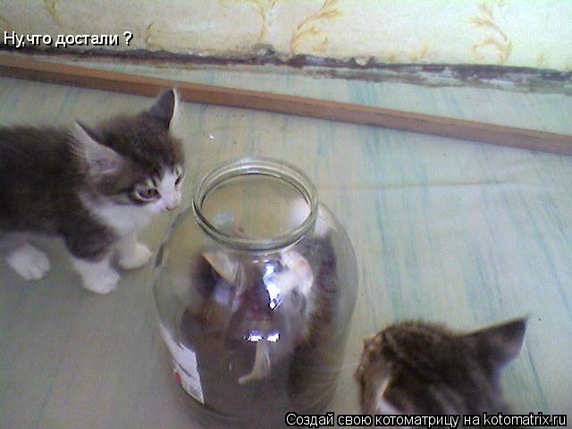 Котоматрица: Ну,что достали ?