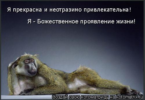 Котоматрица: Я прекрасна и неотразимо привлекательна! Я - Божественное проявление жизни!