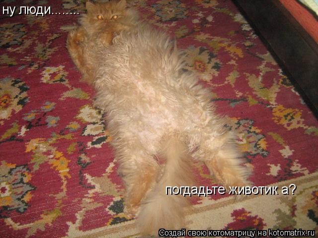 ну люди........ погдадьте животик а?... Котоматрица: ну люди........ погдадьте животик а?