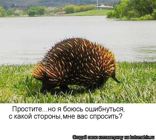 Простите...но я боюсь ошибнуться, с какой стороны,мне вас спросить?... Котоматрица: Простите...но я боюсь ошибнуться, с какой стороны,мне вас спросить?