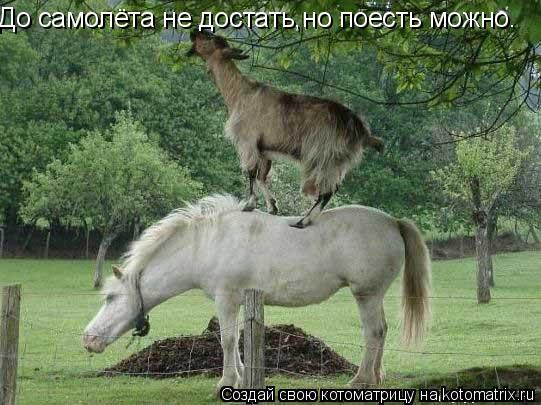 Котоматрица: До самолёта не достать,но поесть можно.