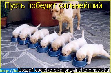 Пусть победит сильнейший... Котоматрица: Пусть победит сильнейший