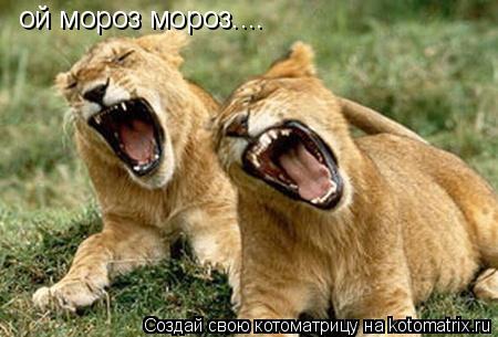 Котоматрица: ой мороз мороз....