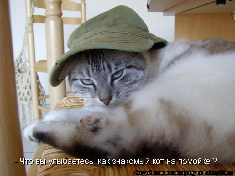 - Что вы улыбаетесь, как знакомый кот на помойке ?... Котоматрица: - Что вы улыбаетесь, как знакомый кот на помойке ?