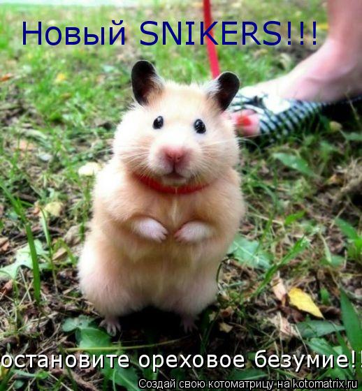 Котоматрица: Новый SNIKERS!!! остановите ореховое безумие!!!