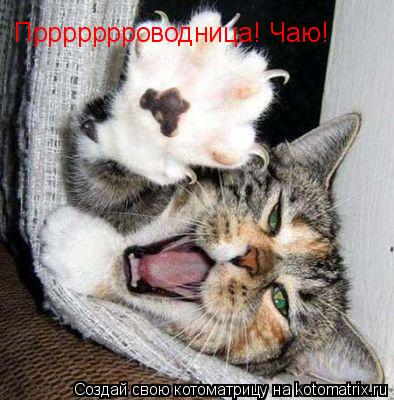 Котоматрица: Пррррррроводница! Чаю!
