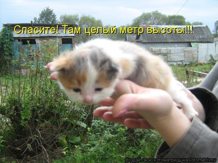 Спасите! Там целый метр высоты!!!... Котоматрица: Спасите! Там целый метр высоты!!!