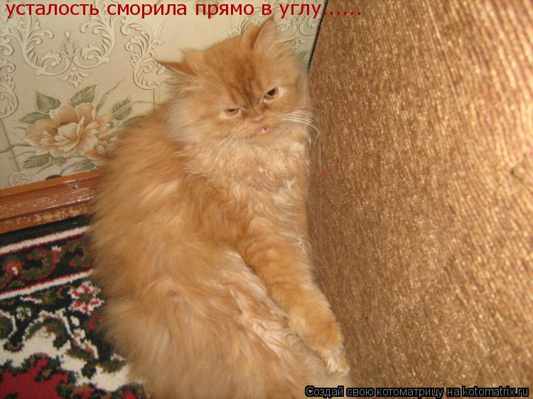 усталость сморила прямо в углу......... Котоматрица: усталость сморила прямо в углу......