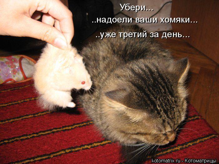 Убери... ..надоели ваши хомяки... ..уже третий за день...... Котоматрица: Убери... ..надоели ваши хомяки... ..уже третий за день...