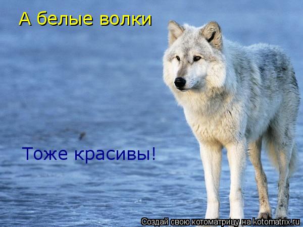 Котоматрица: А белые волки Тоже красивы!
