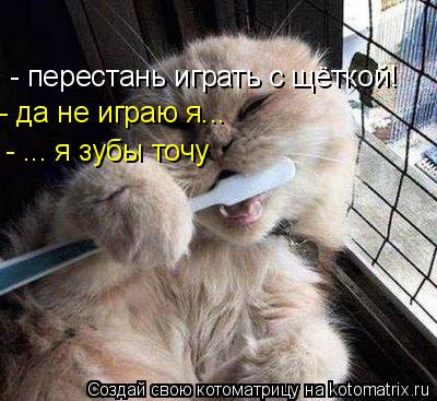 Котоматрица: - перестань играть с щёткой! - да не играю я... - ... я зубы точу