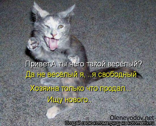 Котоматрица: Привет,А ты чего такой весёлый? Да не весёлый я, ..я свободный Хозяина только что продал... Ищу нового..