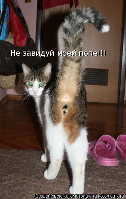Котоматрица: Не завидуй моей попе!!!