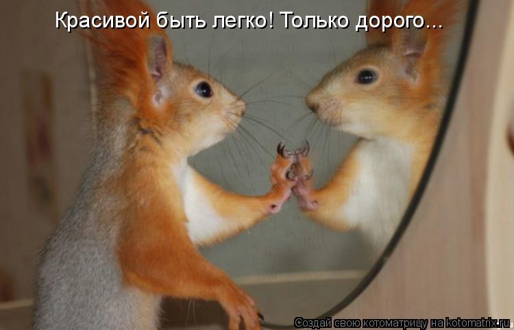 Котоматрица: Красивой быть легко! Только дорого...