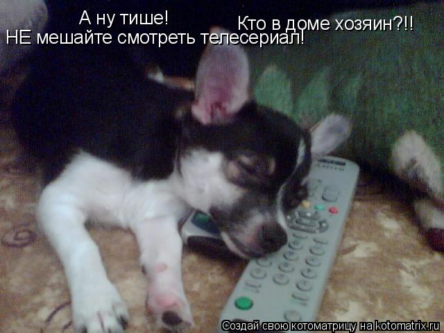 Котоматрица: А ну тише! Кто в доме хозяин?!! НЕ мешайте смотреть телесериал!