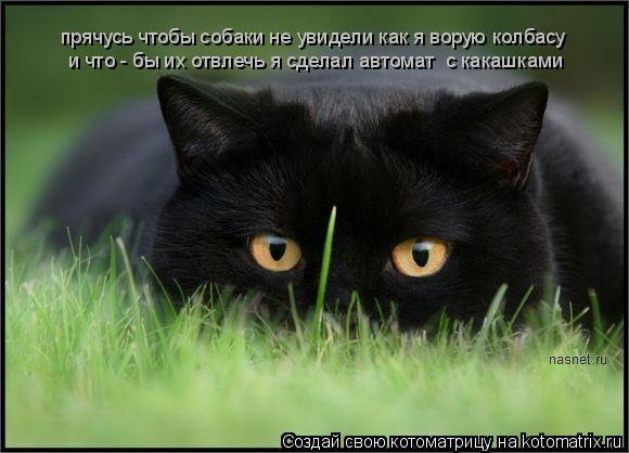 прячусь чтобы собаки не увидели как я ворую колбасу и что - бы их отвлечь я сделал автомат с какашка... Котоматрица: прячусь чтобы собаки не увидели как я ворую колбасу и что - бы их отвлечь я сделал автомат с какашками