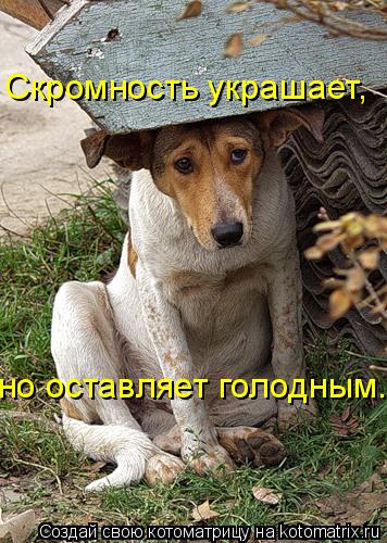 Скромность украшает, но оставляет голодным.... Котоматрица: Скромность украшает, но оставляет голодным.