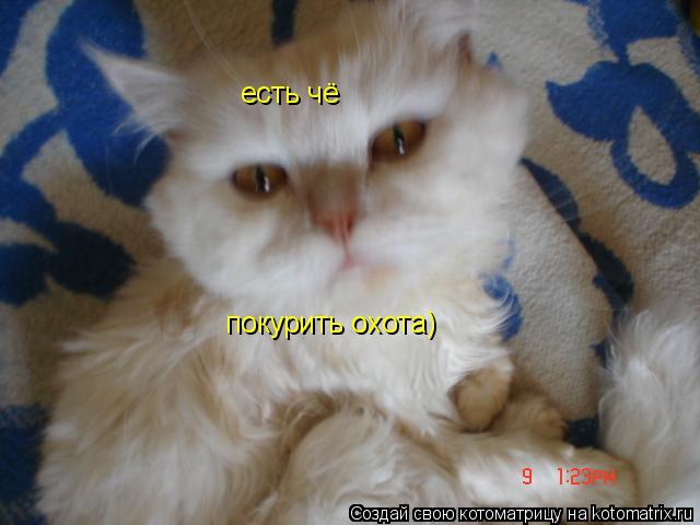 Котоматрица: есть чё покурить охота)