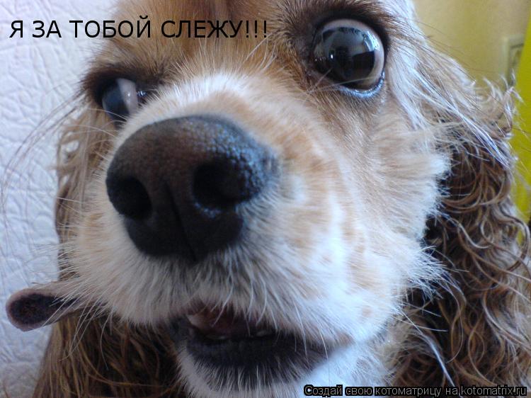 Котоматрица: Я ЗА ТОБОЙ СЛЕЖУ!!!