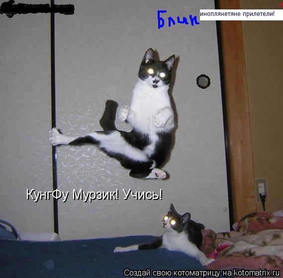 КунгФу Мурзик! Учись!... Котоматрица: КунгФу Мурзик! Учись!