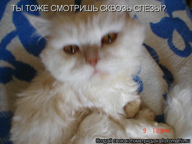 Котоматрица: ТЫ ТОЖЕ СМОТРИШЬ СКВОЗЬ СЛЕЗЫ?