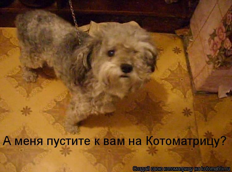 Котоматрица: А меня пустите к вам на Котоматрицу?